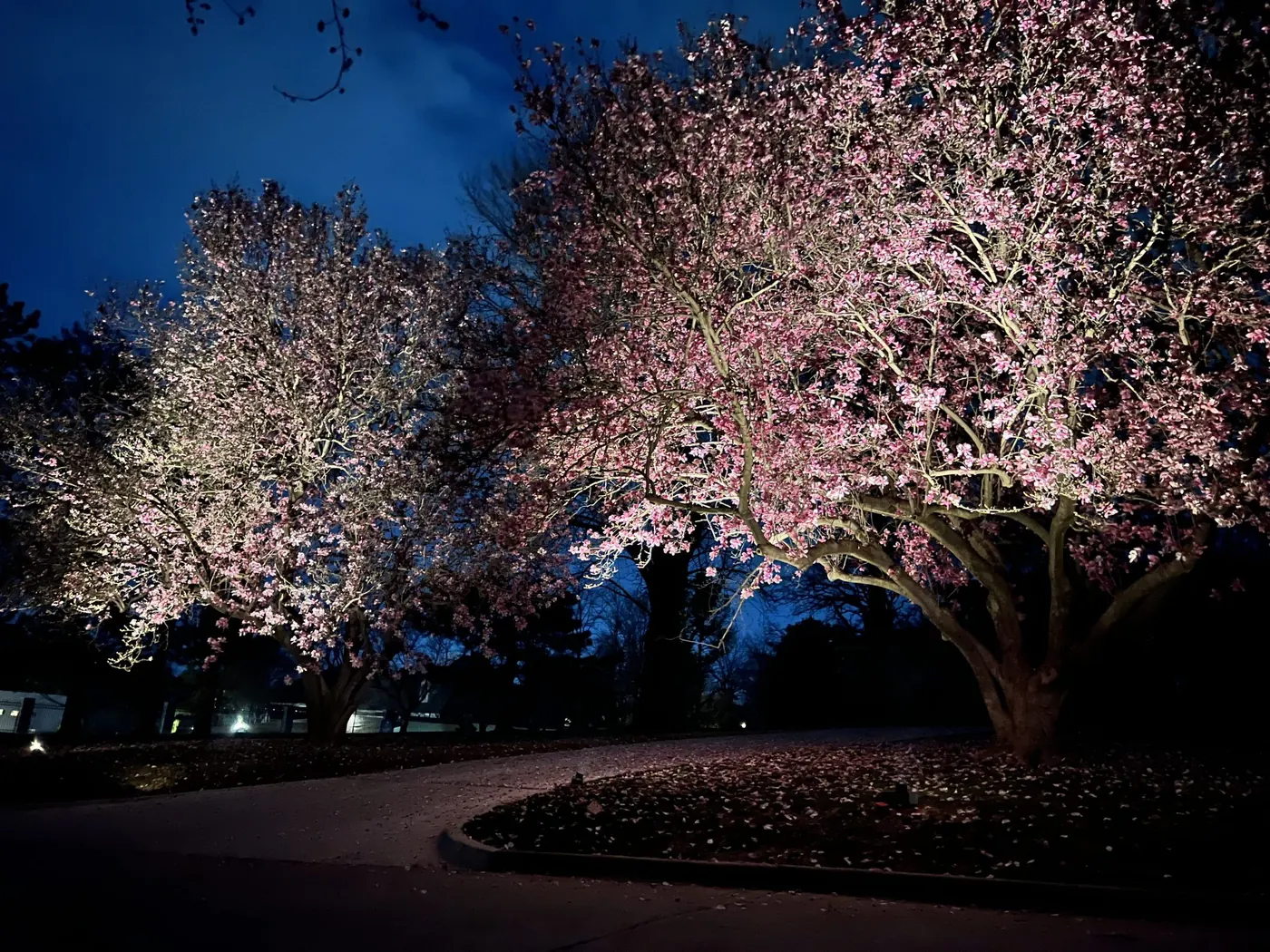 Spring blossom picked out from below