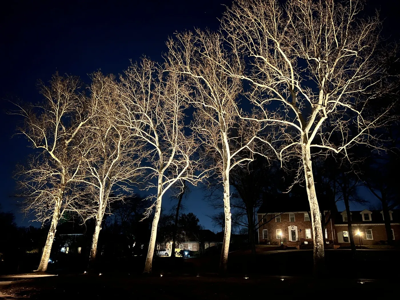 A row of sycamores lit from the base