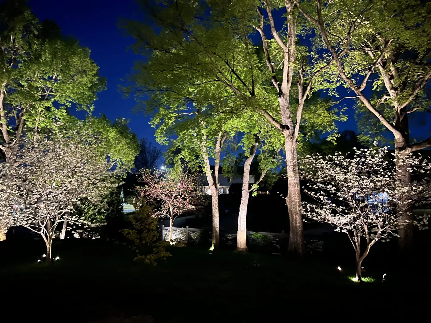Spring canopy over a lawn