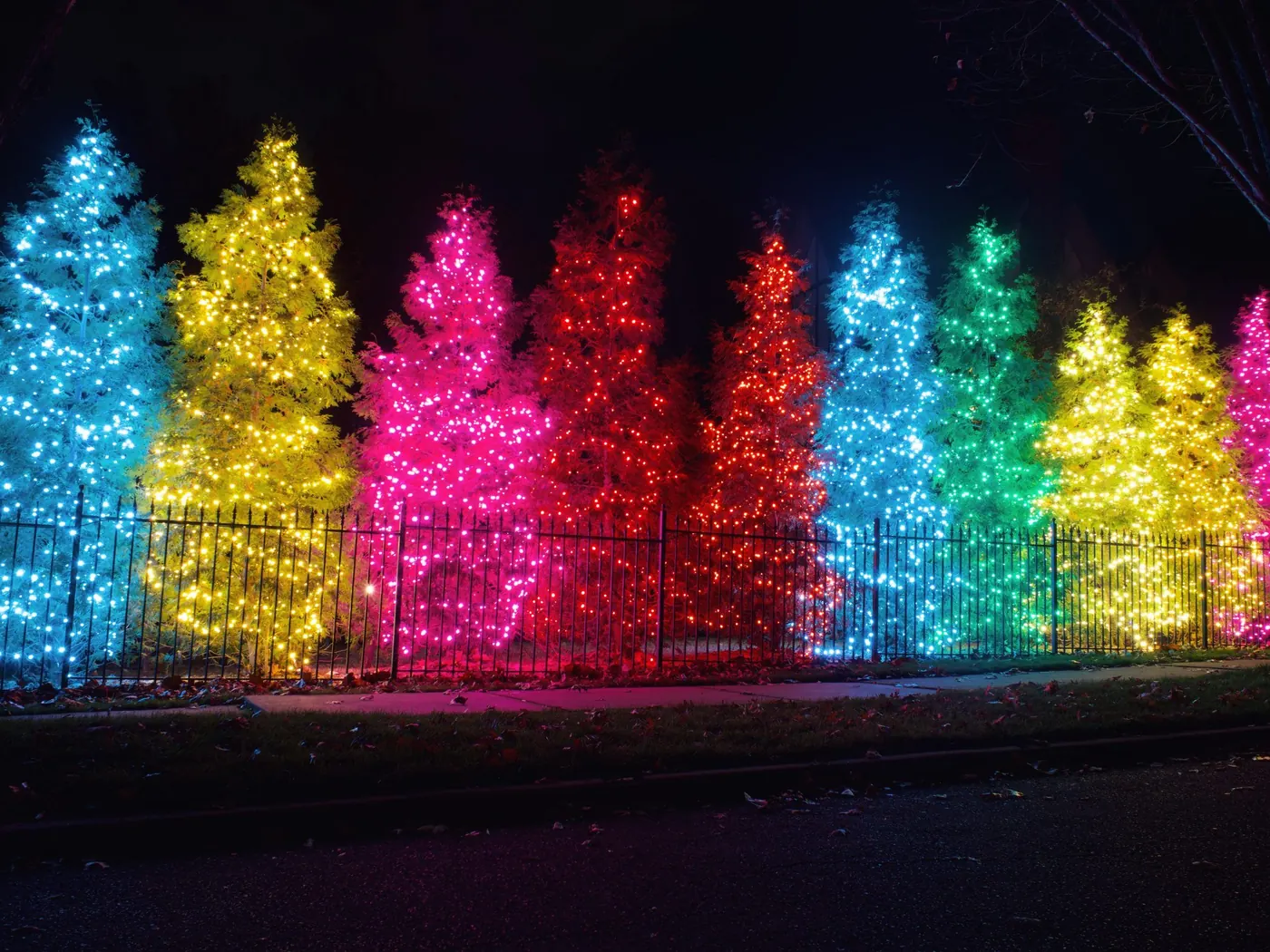 A line of evergreens in full colour