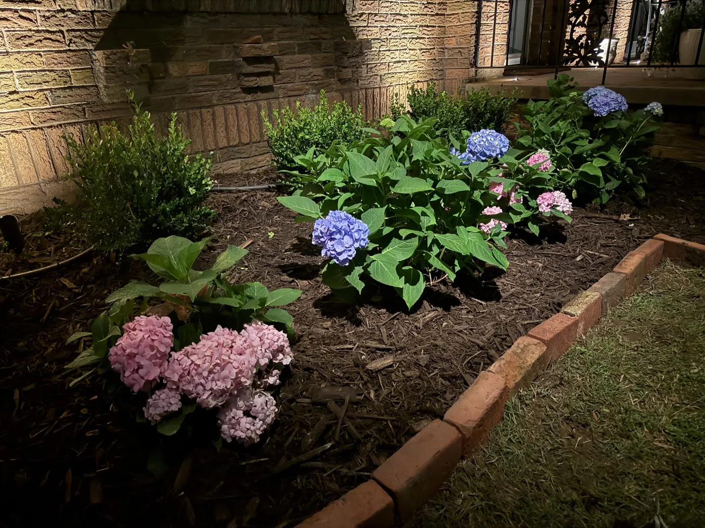 Hydrangeas held out of the dark. Landscape Lighting by LIT Outdoor Lighting in Tulsa.