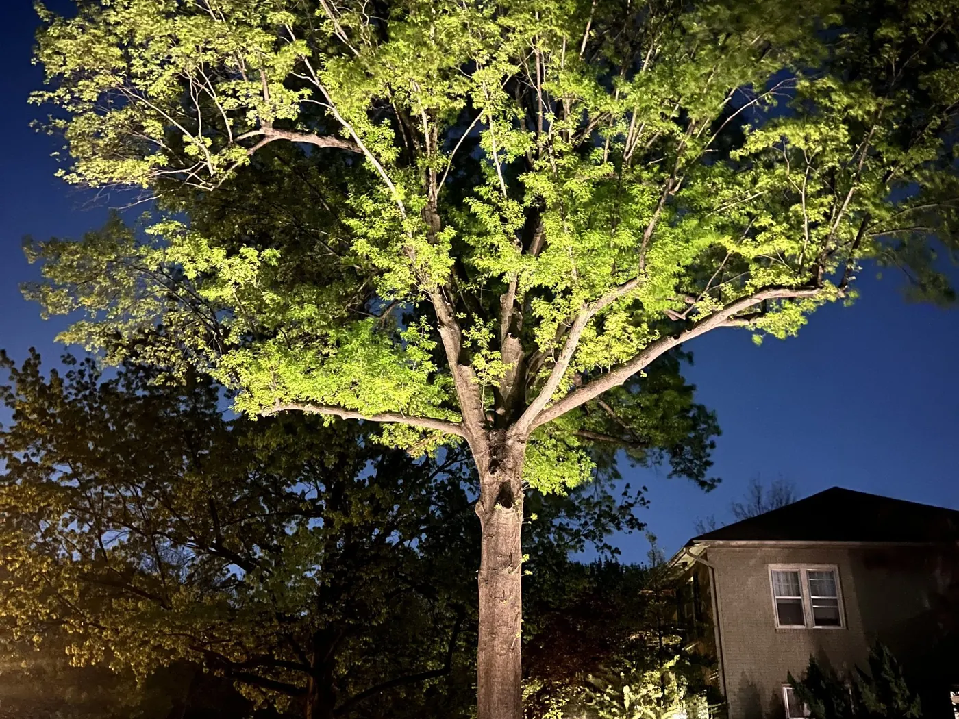 An old oak lit through the canopy