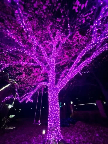 A yard tree wrapped in purple. Christmas Lighting by LIT Outdoor Lighting in Tulsa.